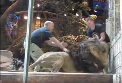 Lion Attacks
