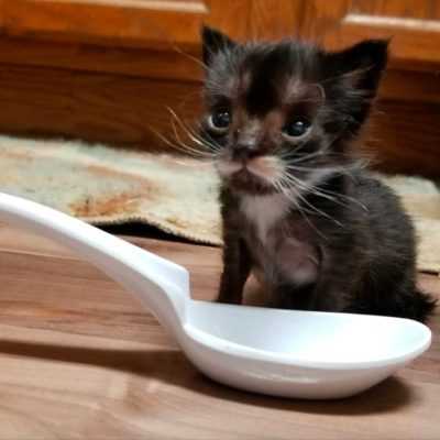 Rescued Miracle
