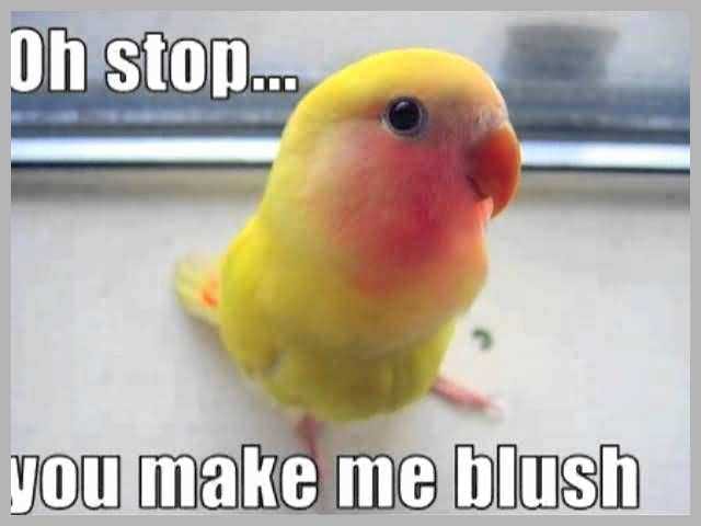 Bird19