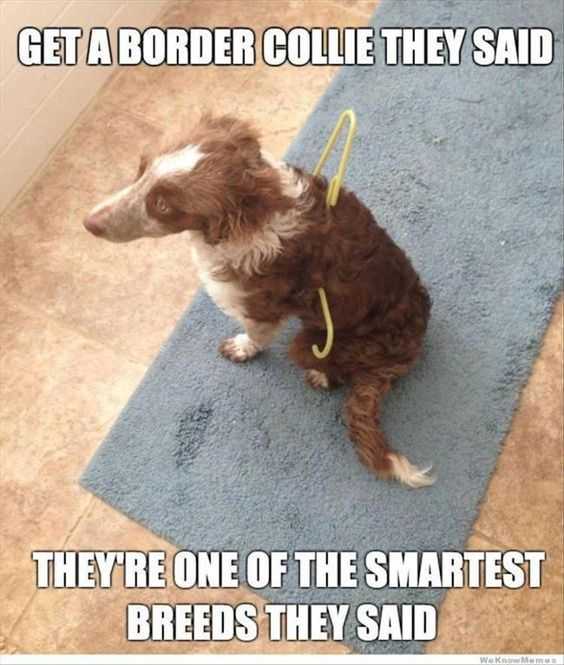 Funny Border Collie