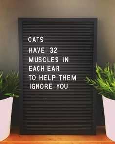 Funny Cats Muscles