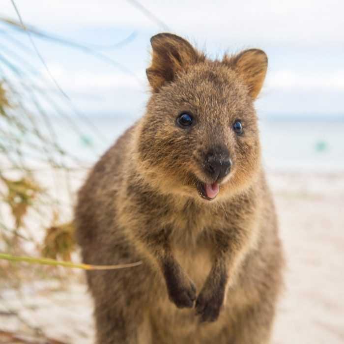 Animal Quokka