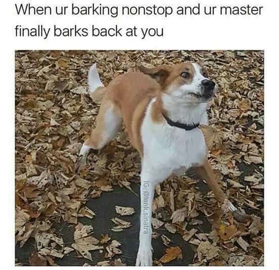 Funny Barks Back