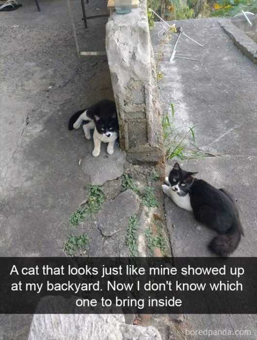 Funny Cat Showedup