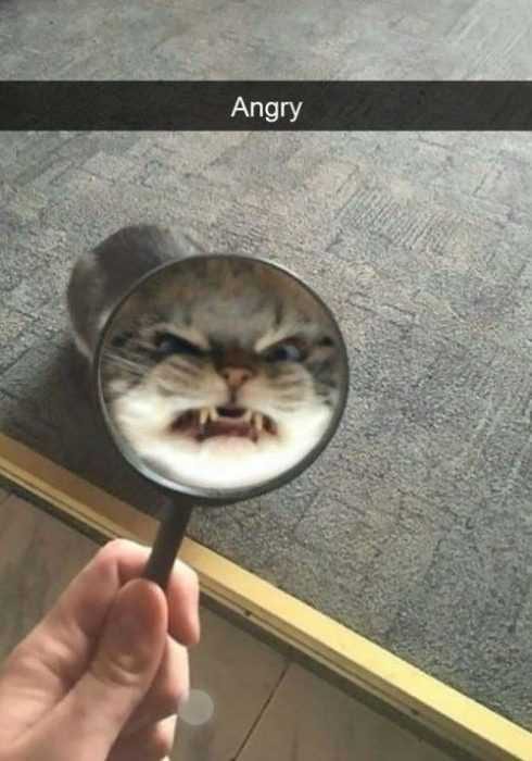 Funny Angry Cat
