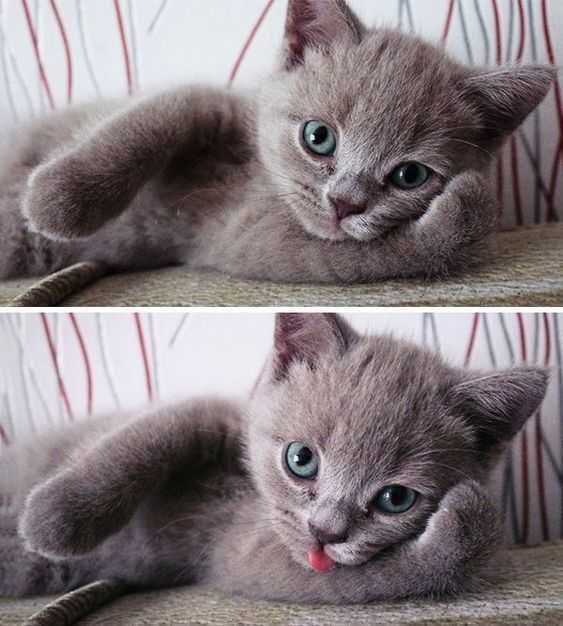 Funny Blep