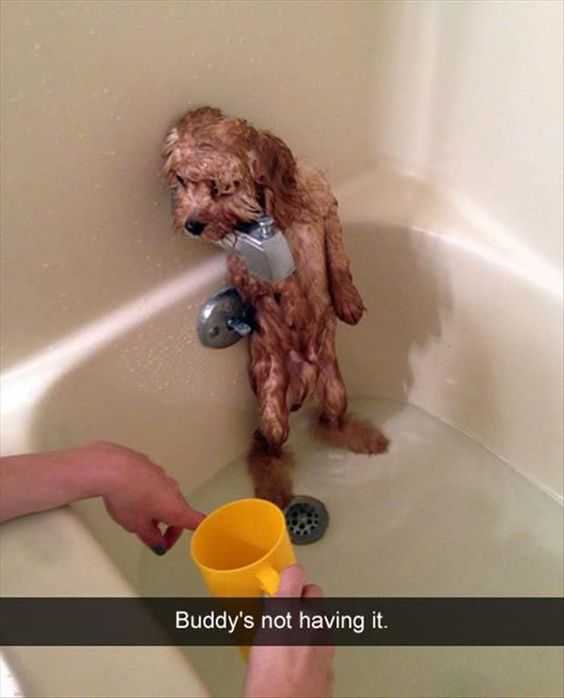 Funny Buddy Bath