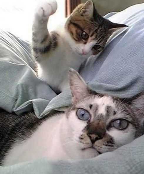 Funny Cat Hit