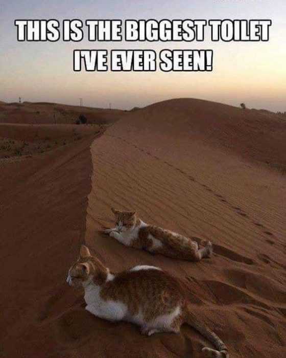 Funny Biggest Seen