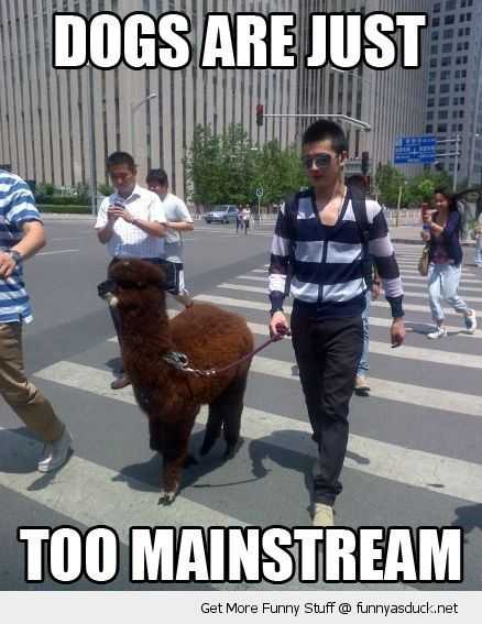 Funny Dogs Mainstream