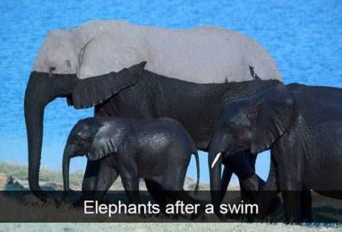 Funny Elephants