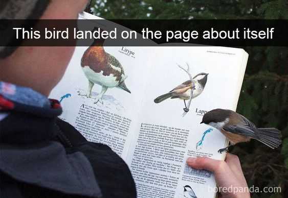 Snap Bird Landed