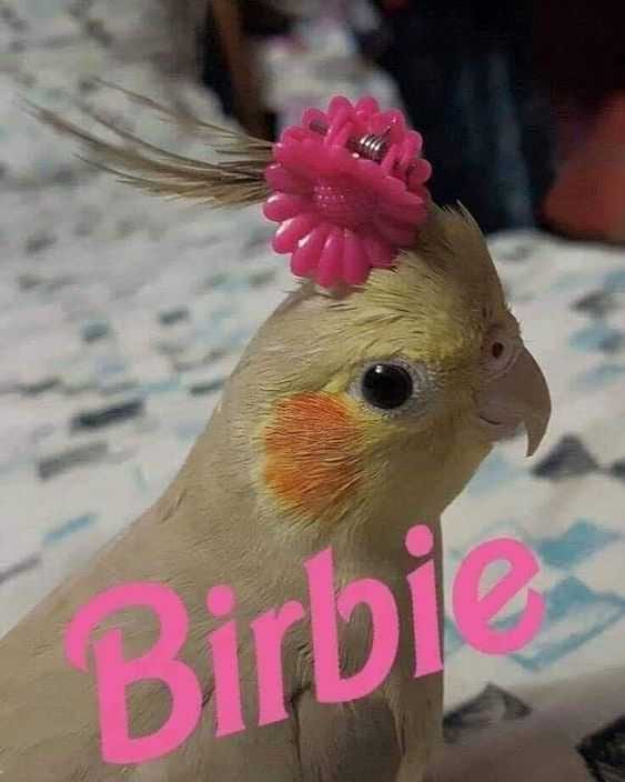 Funny Birbie
