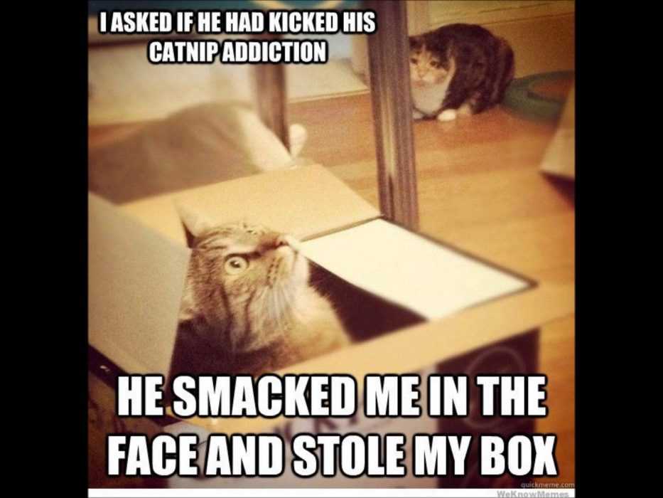Funny Catnip Smacked