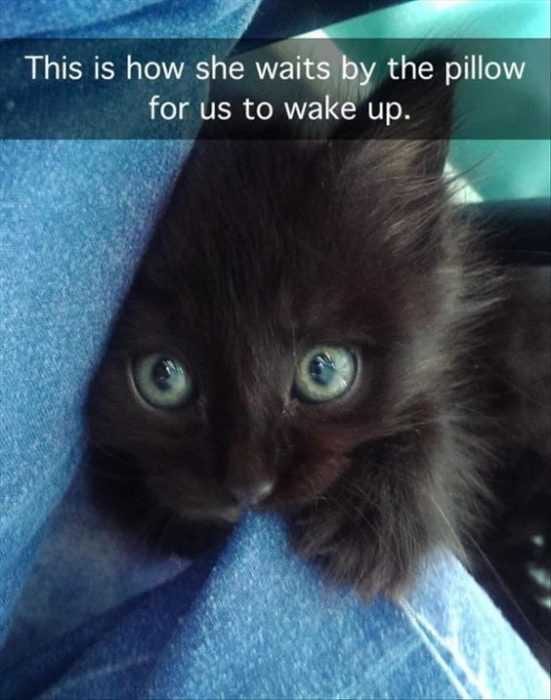 Funny Cat Wait