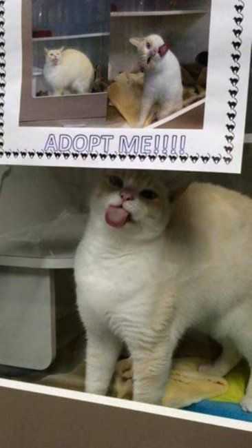 Funny Adopt Me