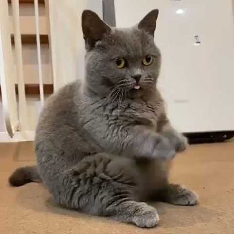 Funny Blep Sit
