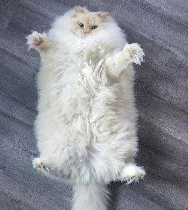 Funny Chonky Fluffy
