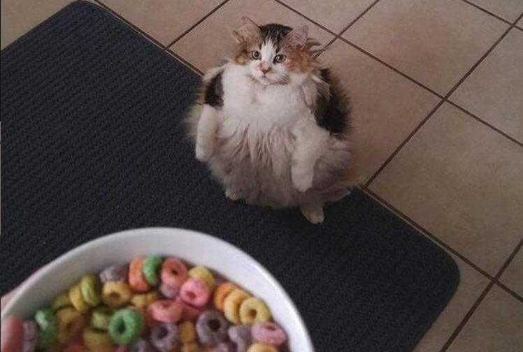 Funny Chonky Loop