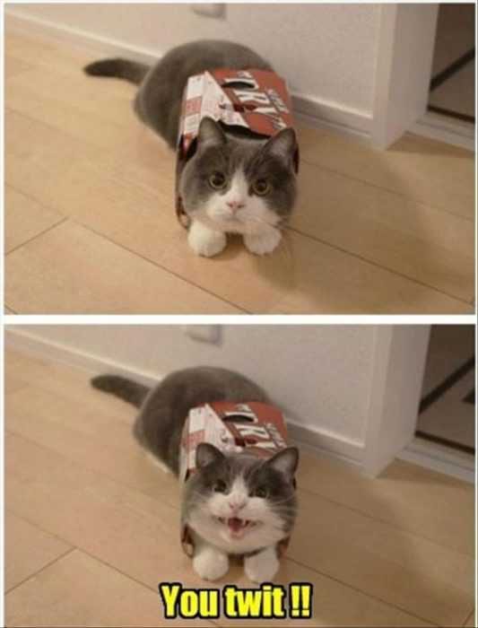 Funny Twit