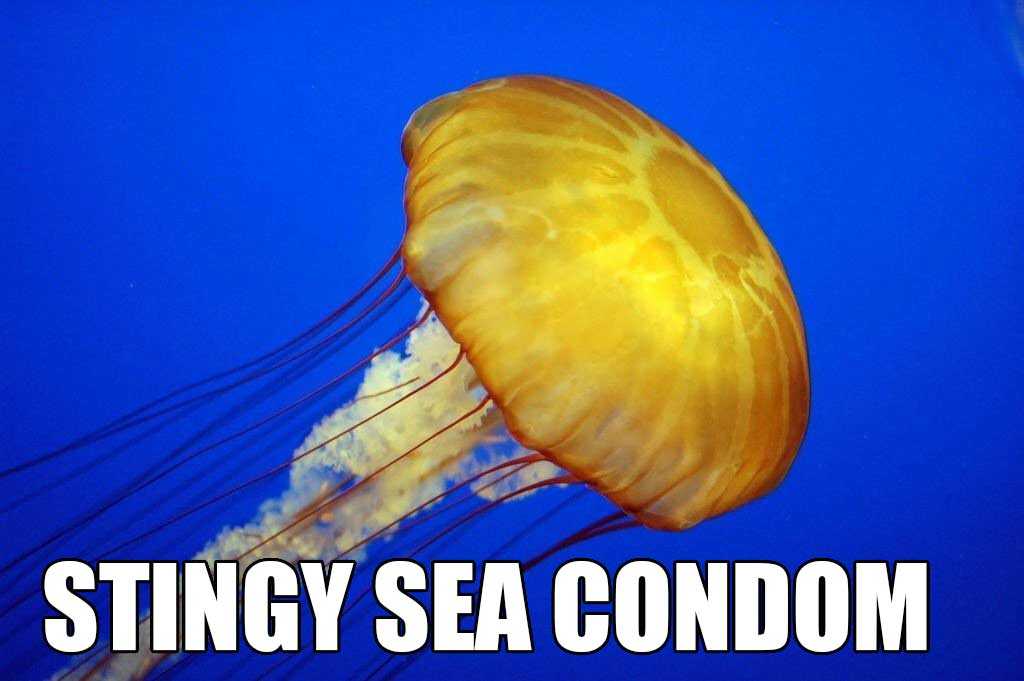 Animal Jellyfish