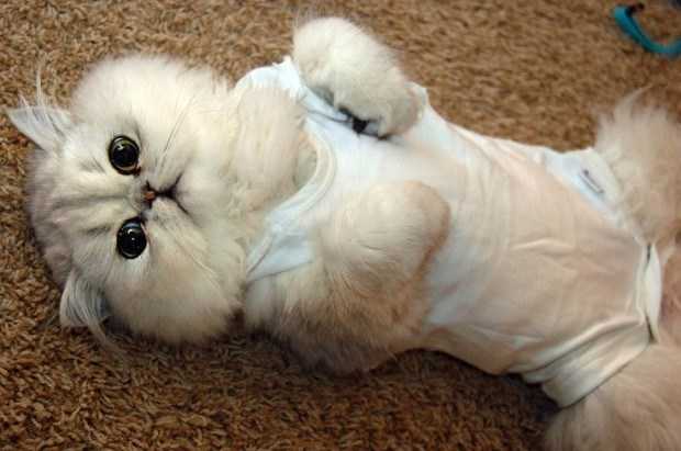 Fluffy Cat Pj