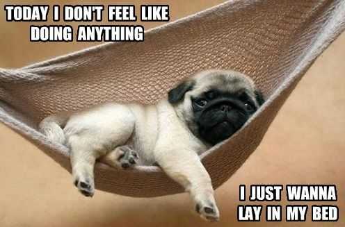 Funny Pug Move