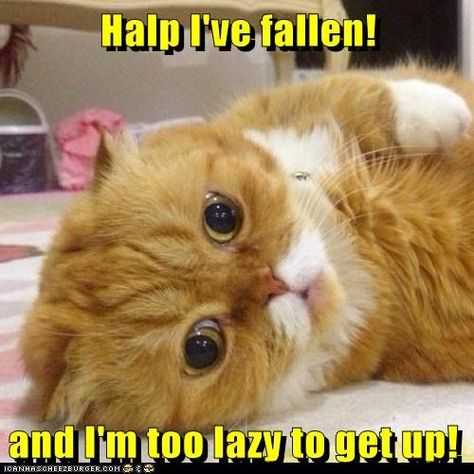Funny Too Lazy Up