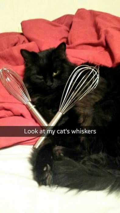 Funny Whiskers