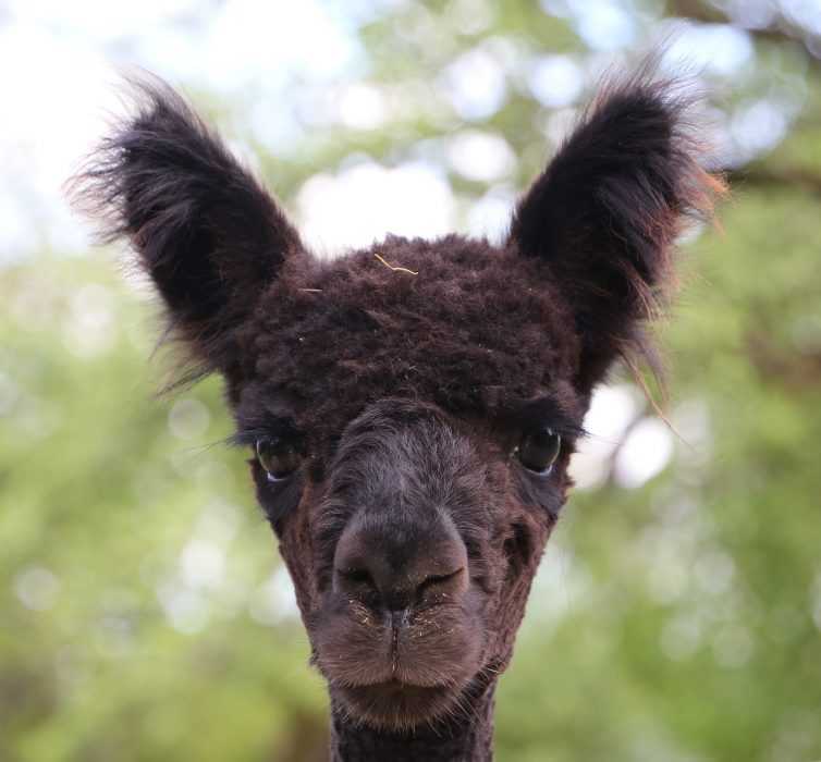 Alpaca 2378394 1280