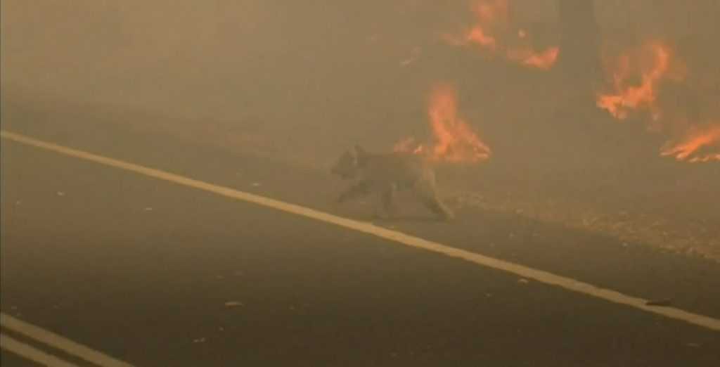 Koala Escapes Raging Wildfires By Crossing Road