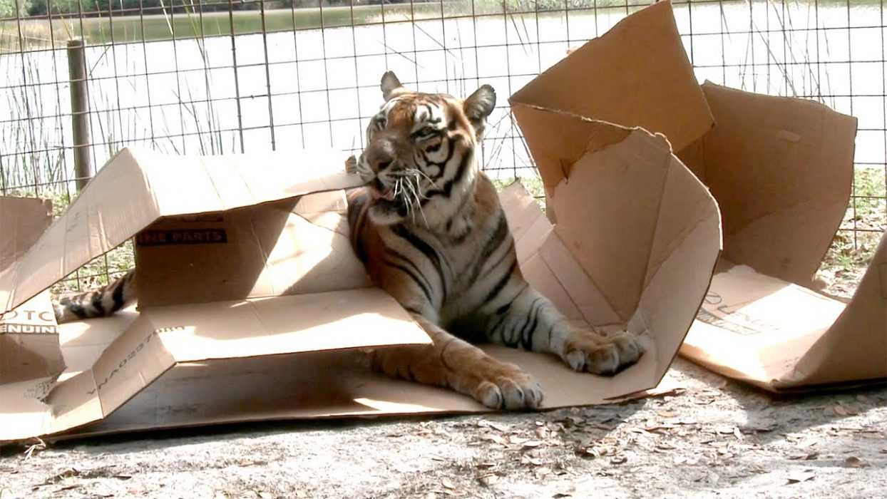Big Cats 17