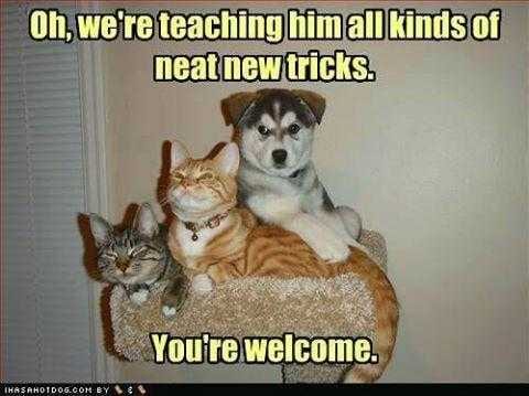 Funny All Tricks