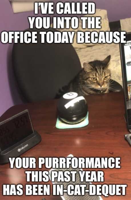 Funny Cat Performance