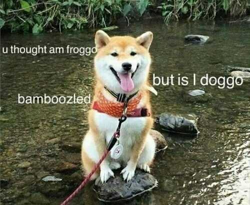 Funny Froggo