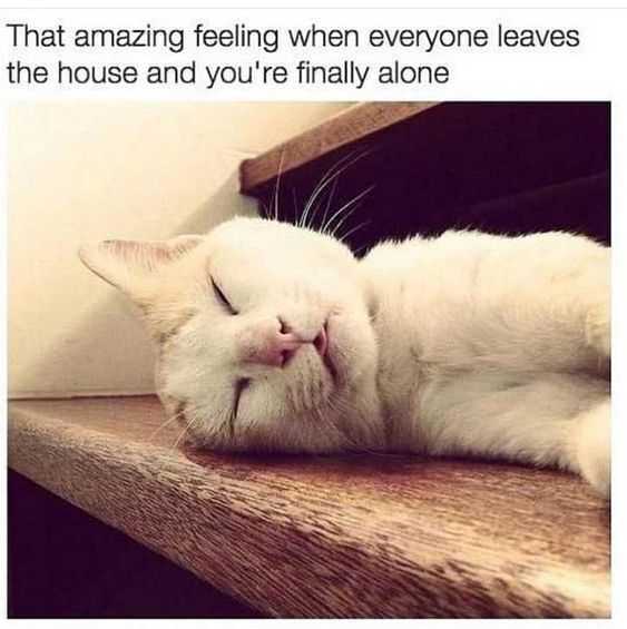 Funny Cat Pictures  Happy To Be Alone Cat