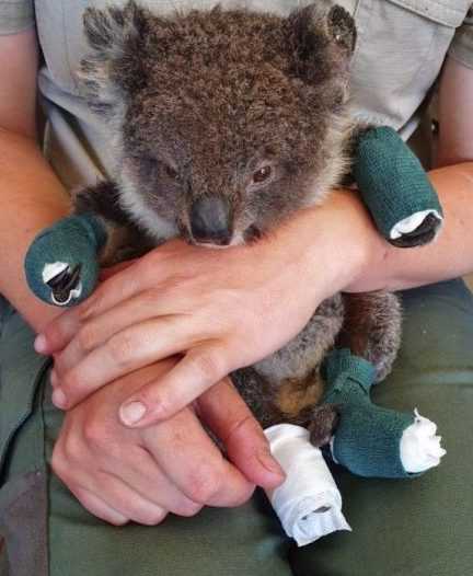 Koala Survives Australian Wildfire Rescued Koala Resting After Being Treated For Burns