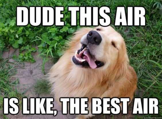 Funny Best Air