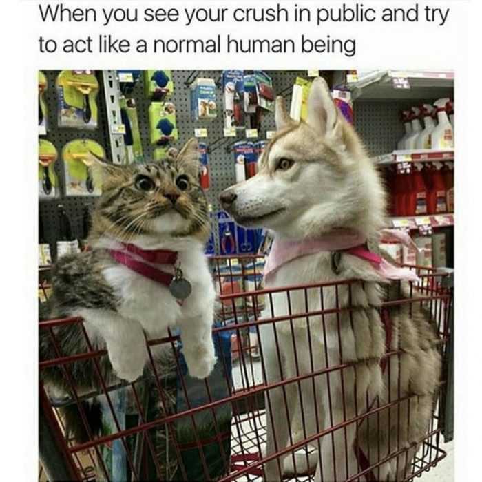 Funny Crush Normal