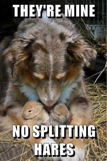 Funny Hares