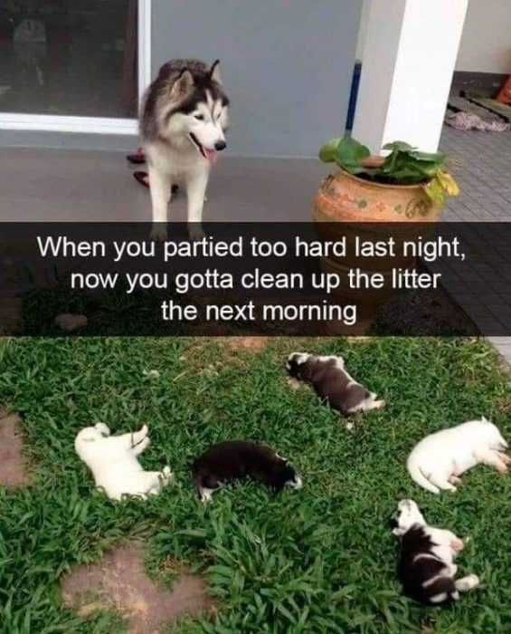 Funny-Litter-Weekend Funny Litter Weekend