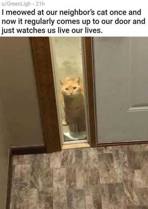Funny Meowed Lives