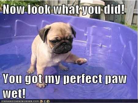Funny Perfect Paw