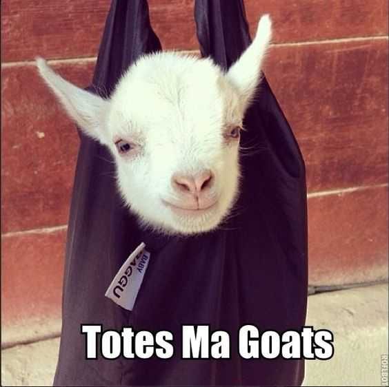 Funny Totes