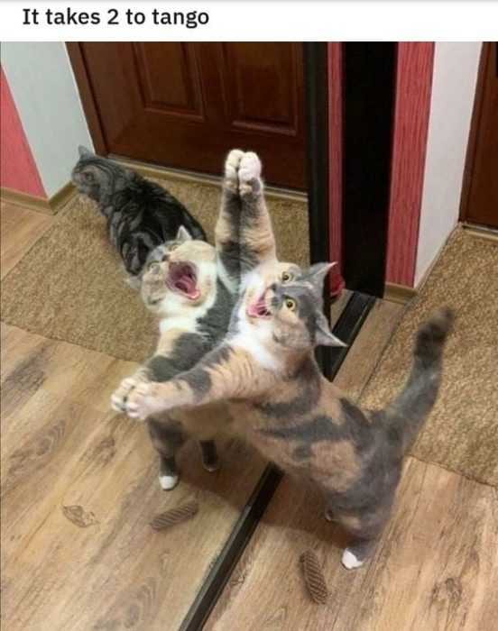 27 Hilarious Cute Animal Pictures  Mirror Mirror