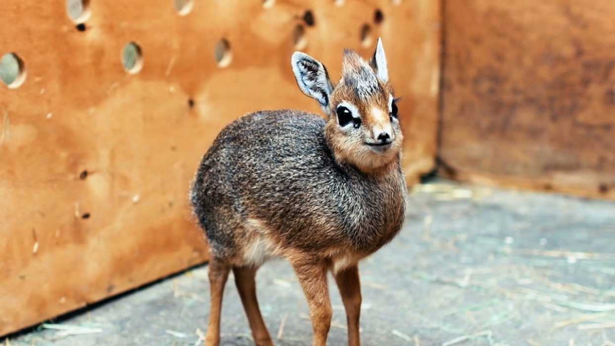Animal Dik Dik