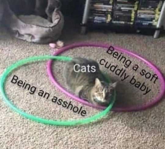 Cat Cuddly