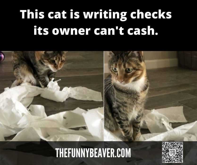 Cat-Writing-Checks Quarantine Cat Memes Cat Writing Checks