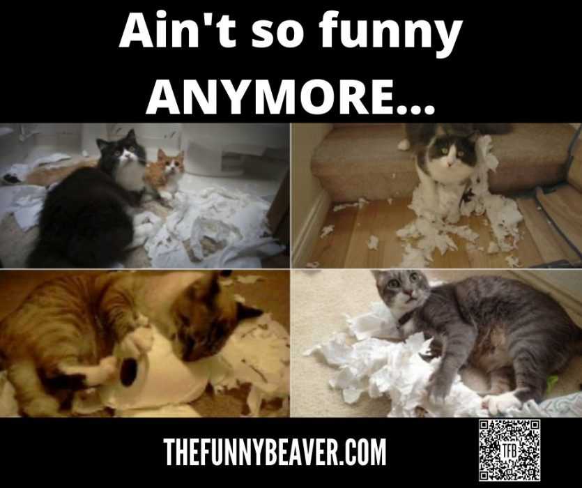 Quarantine Cat Memes  Aint Funny No More