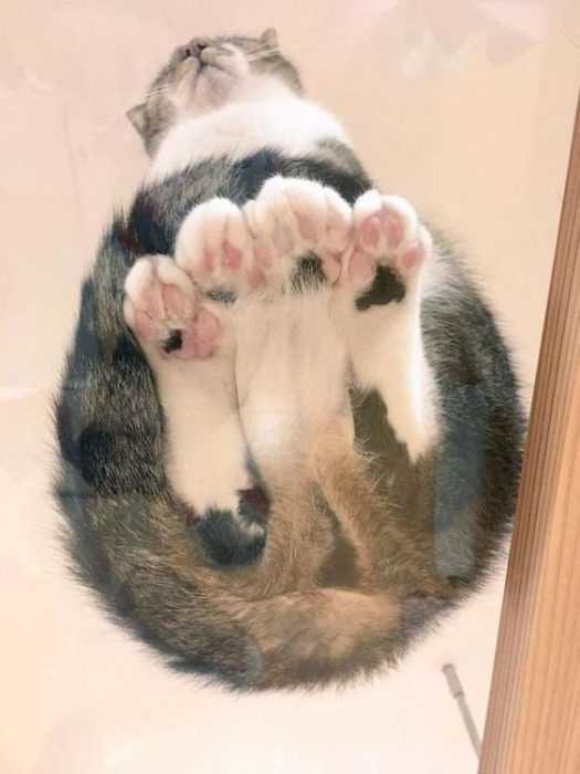 Photos Of Cats On Glass Tables  Nicely Tucked Peets